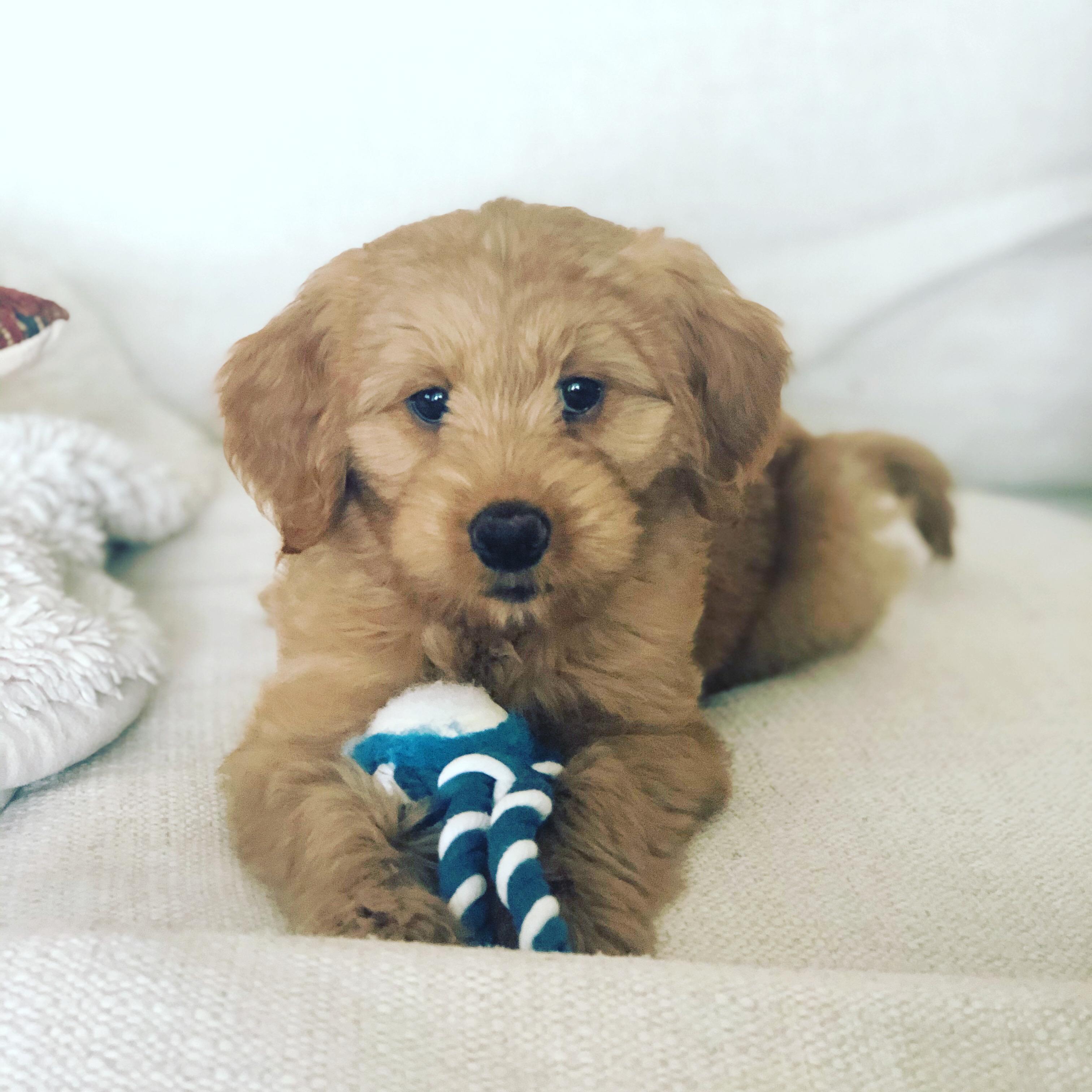 Our first addition to our family, "Louie."