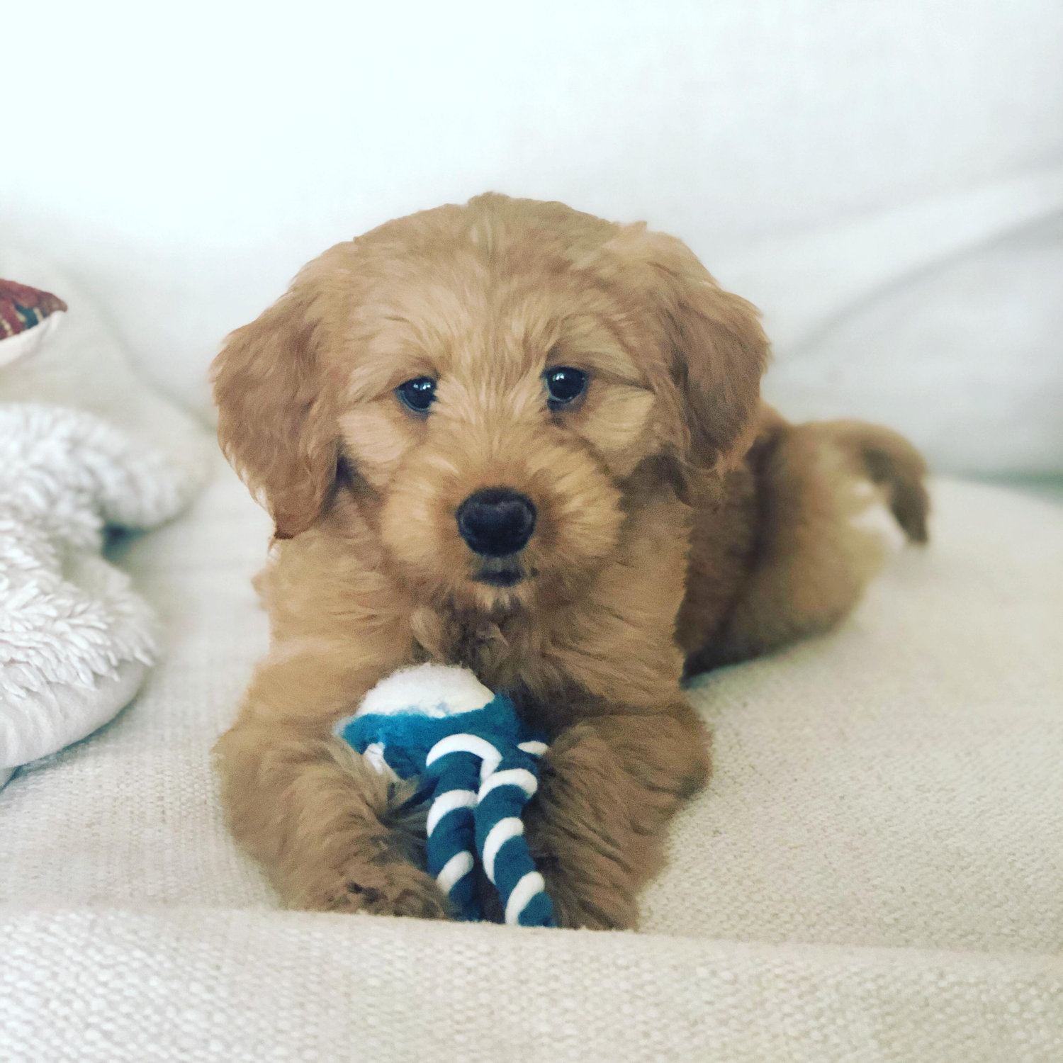 Our first addition to our family, "Louie."