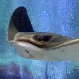 Layton Aquarium & Wildlife