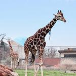 Oklahoma City Zoo