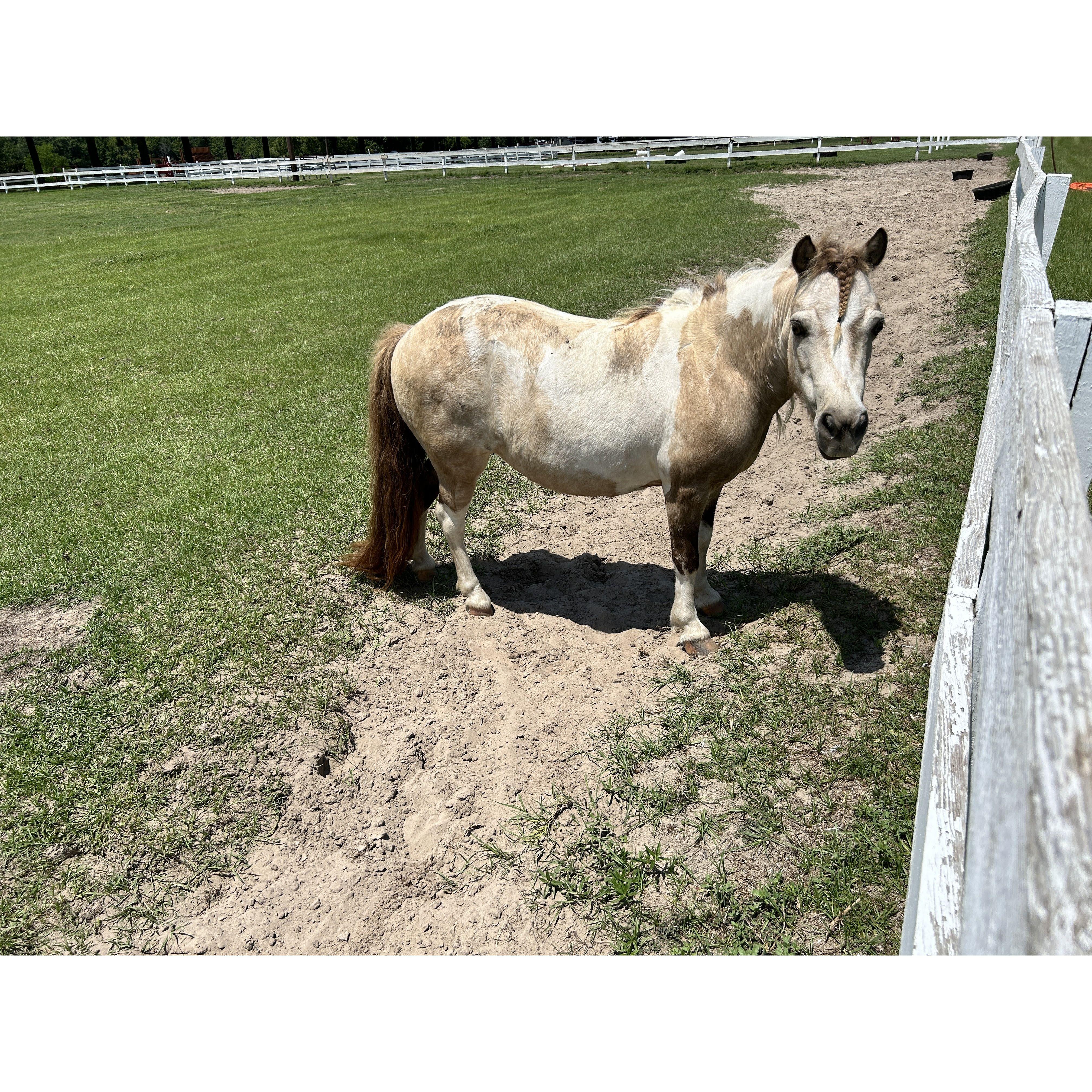 Bun Bun the mini horse who will visit us for the party!