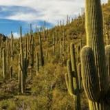 Saguaro National Park