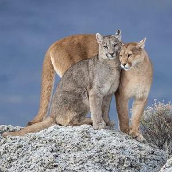 Puma Tracking Excursion