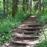 Crawdad Creek and Early Buttercup Trails - Easy 2.4 mile