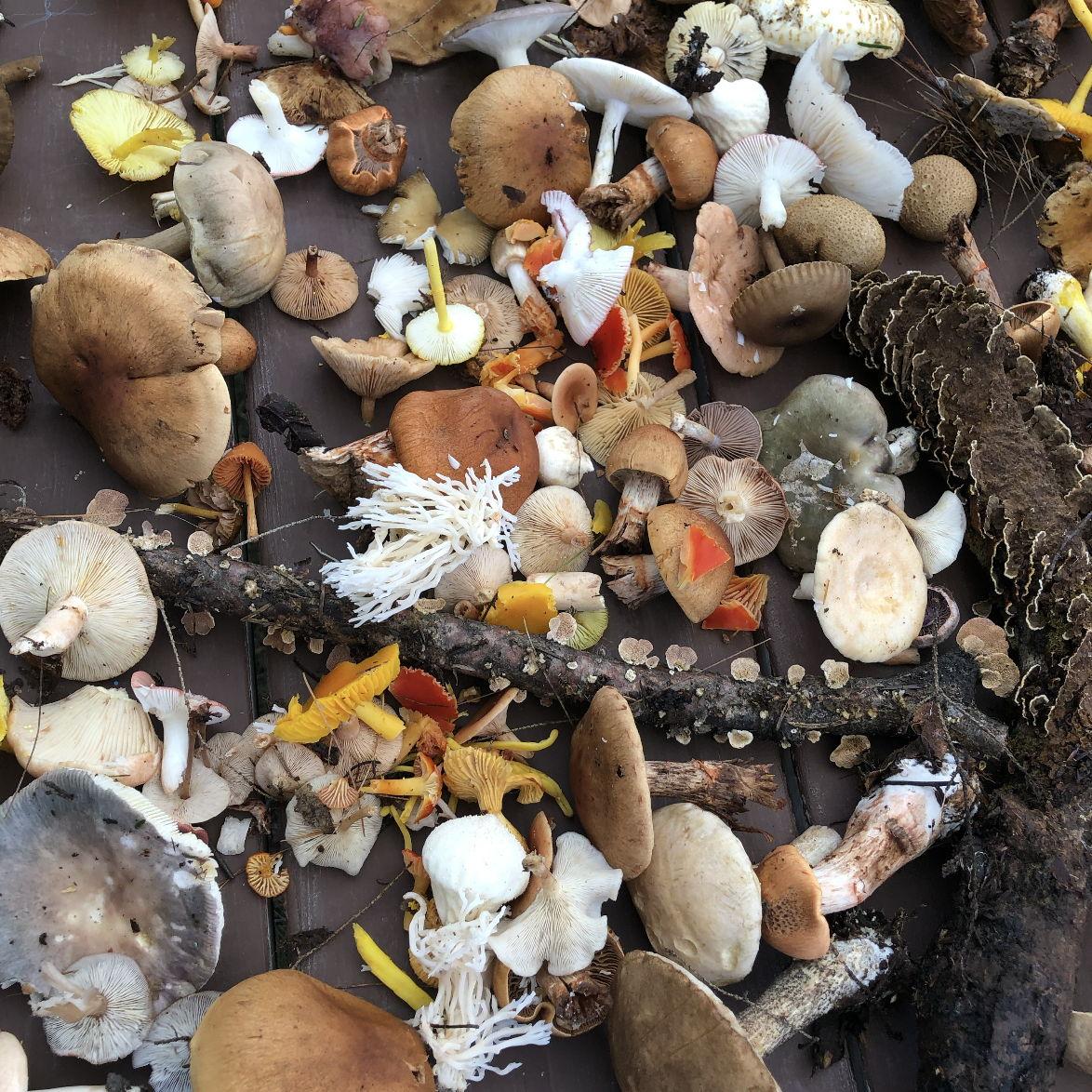 Mushrooms you can expect to find on your hikes!