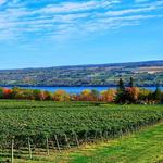 Wine Country Favorites