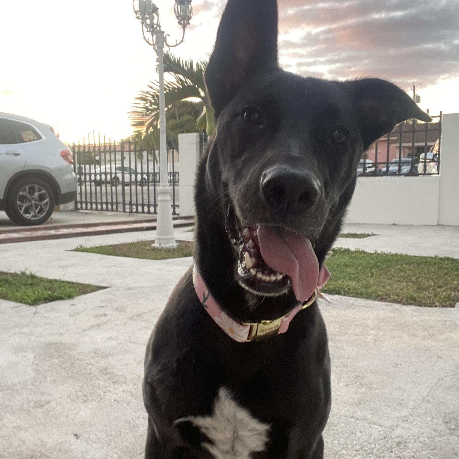 Our Daisy 😍😍