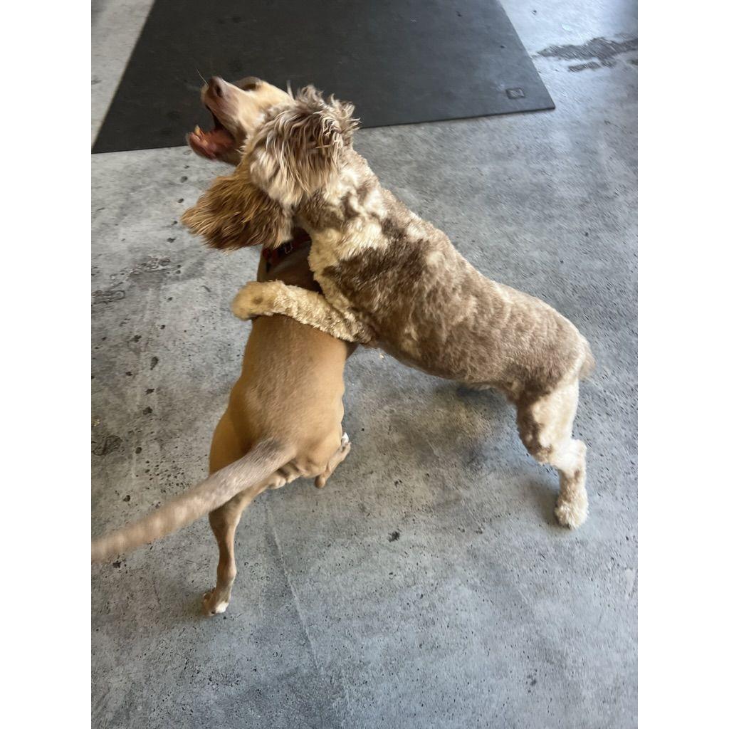 Leia and Mia meeting for the first time. It was love at first sight!