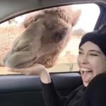The Exotic Resort Zoo