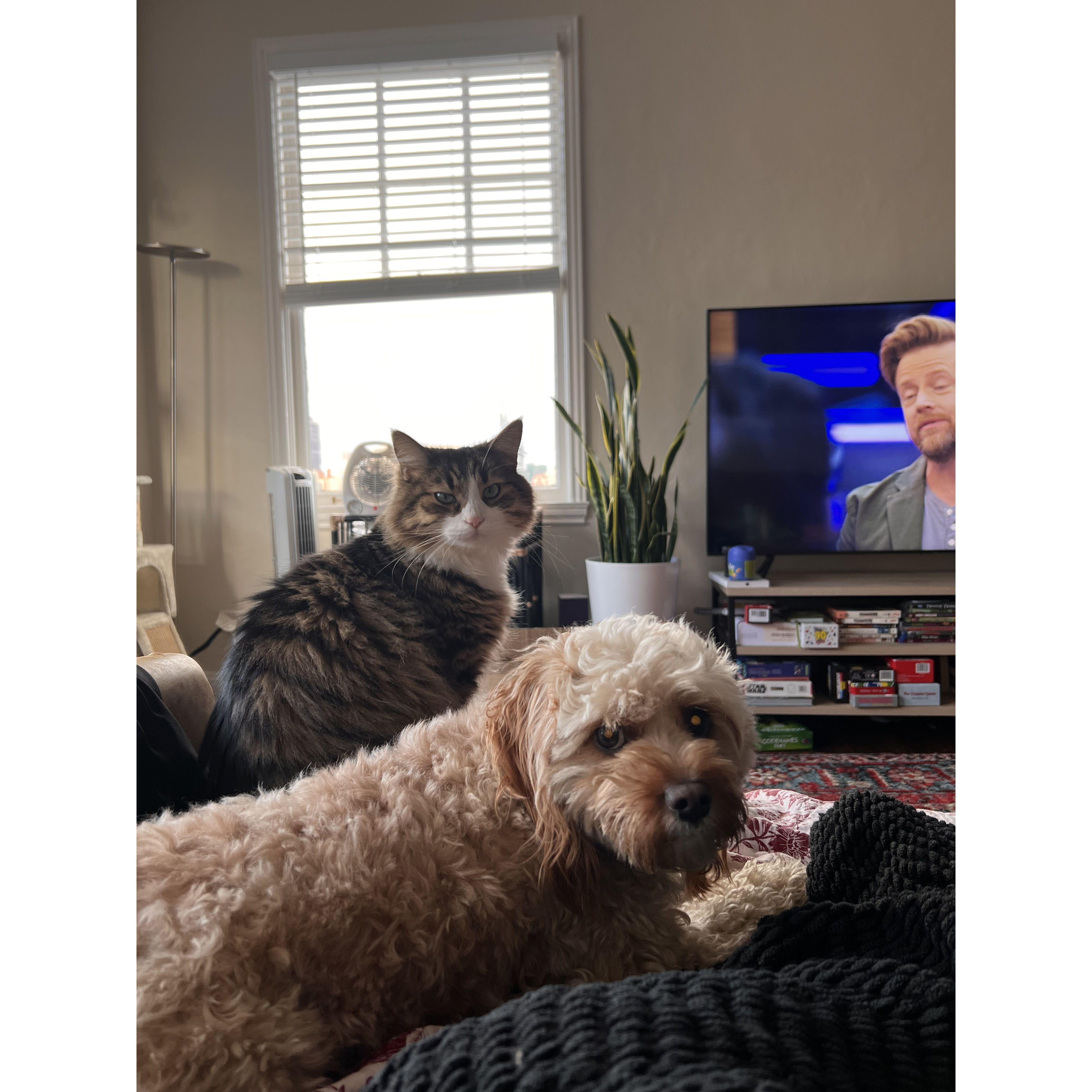 Our fur babies Burger and Cashew!