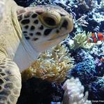 North Carolina Aquarium at Fort Fisher