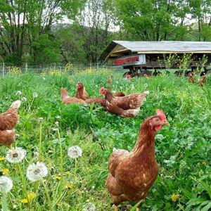 Soil To Supper (our little homestead fund)
