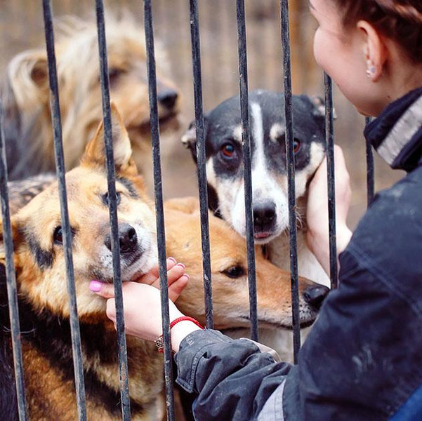 NC Independent Animal Rescue Donation