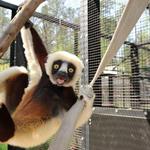 Duke Lemur Center