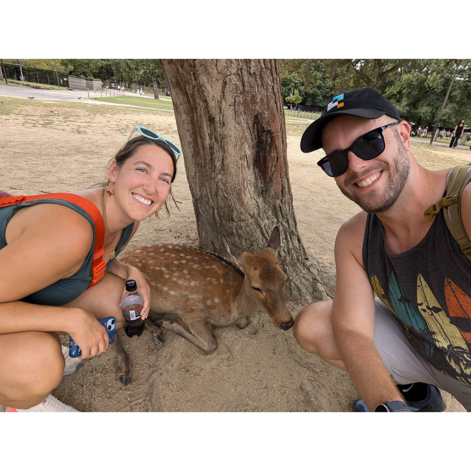 The deer of Nara, Japan