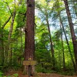 Laurel Hill State Park