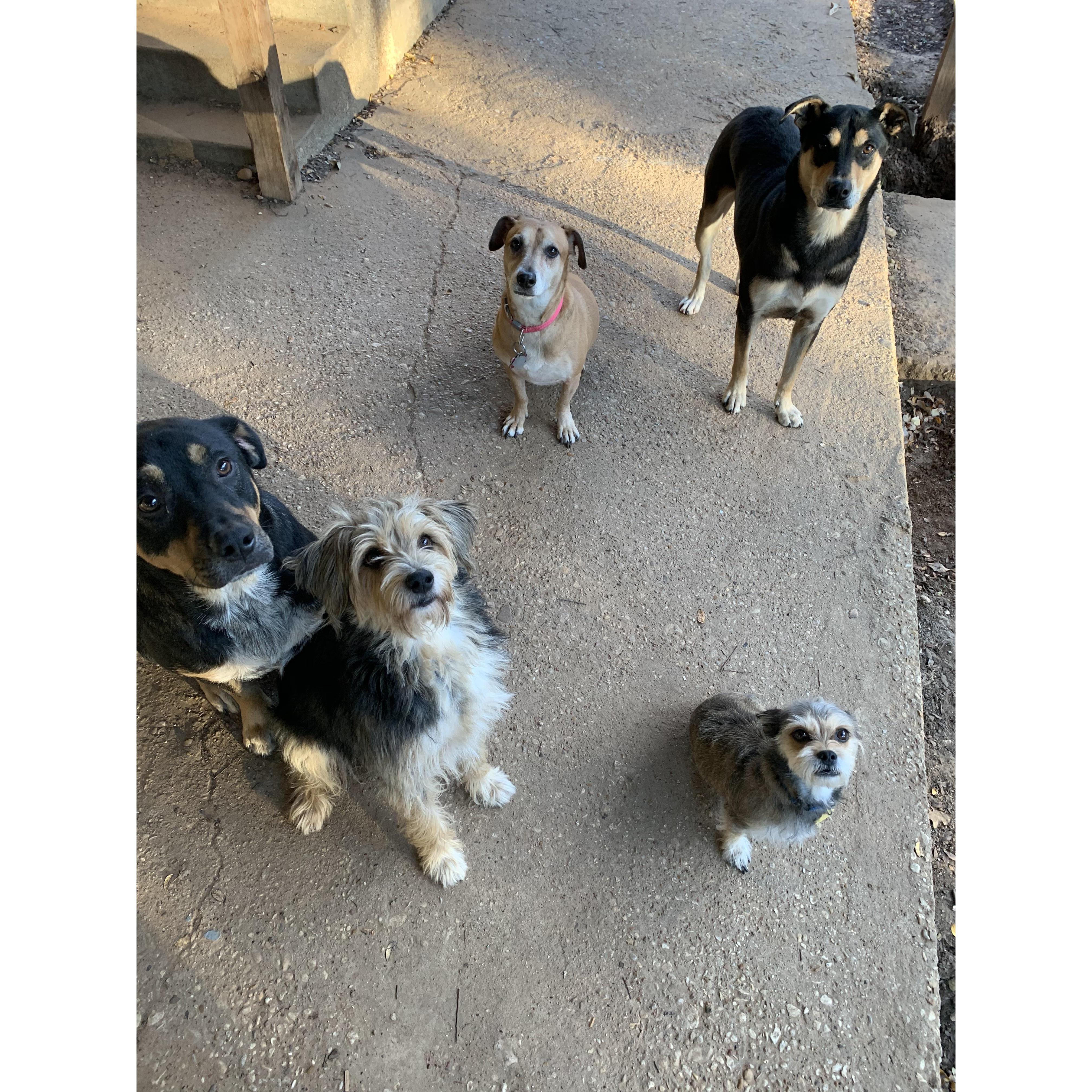 Our five puppies!