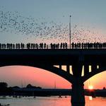 Congress Avenue Bridge