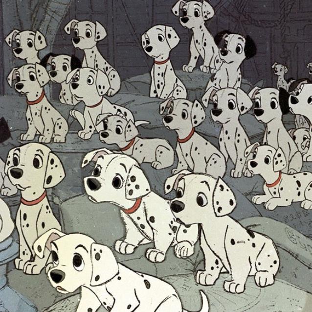 Sibling for Pongo :)