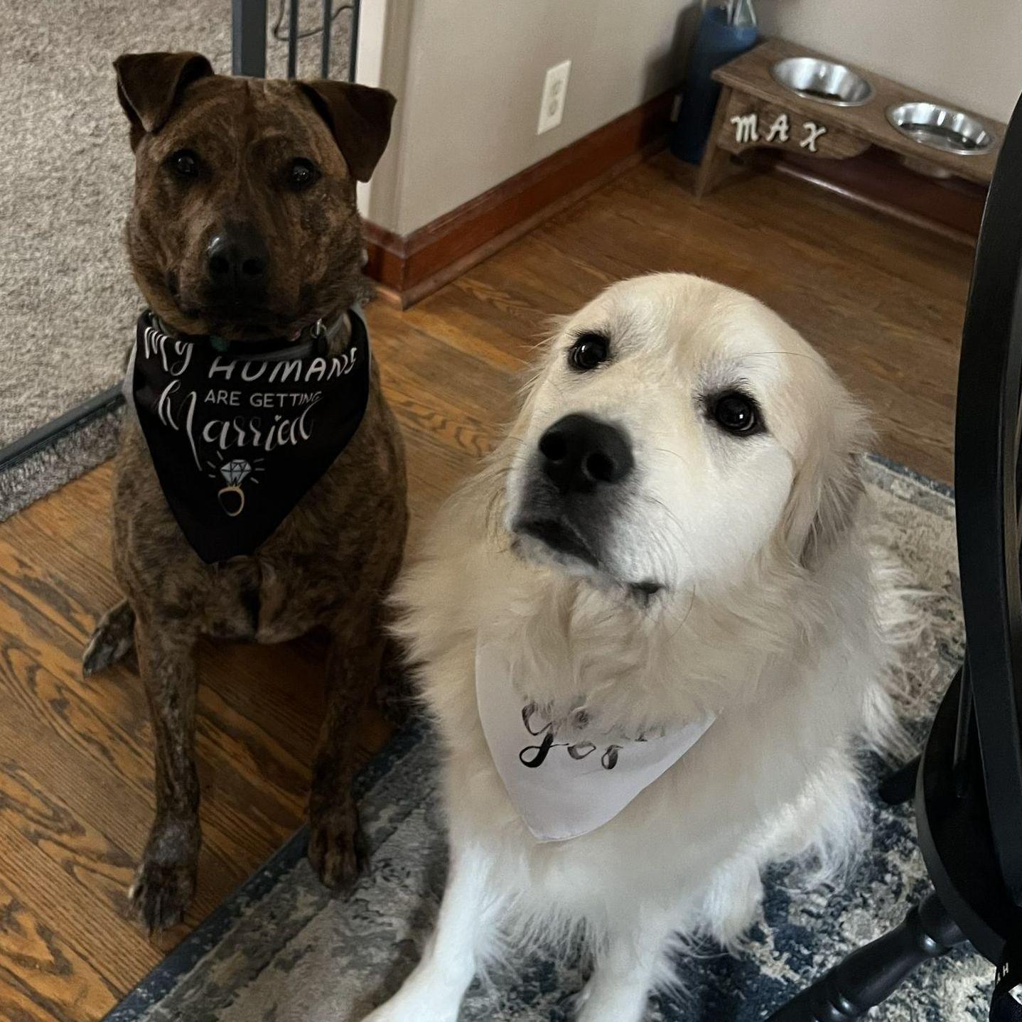 my humans are getting married!