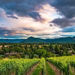 Cooper Ridge Vineyard