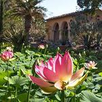 Lotusland