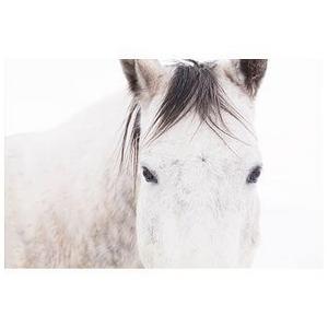 16x20 Light Mare Framed Print by Jennifer Meyers, Black Wood Gallery Frame, Ma