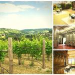 Woodchester Valley Vineyard