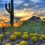 Desert Botanical Garden