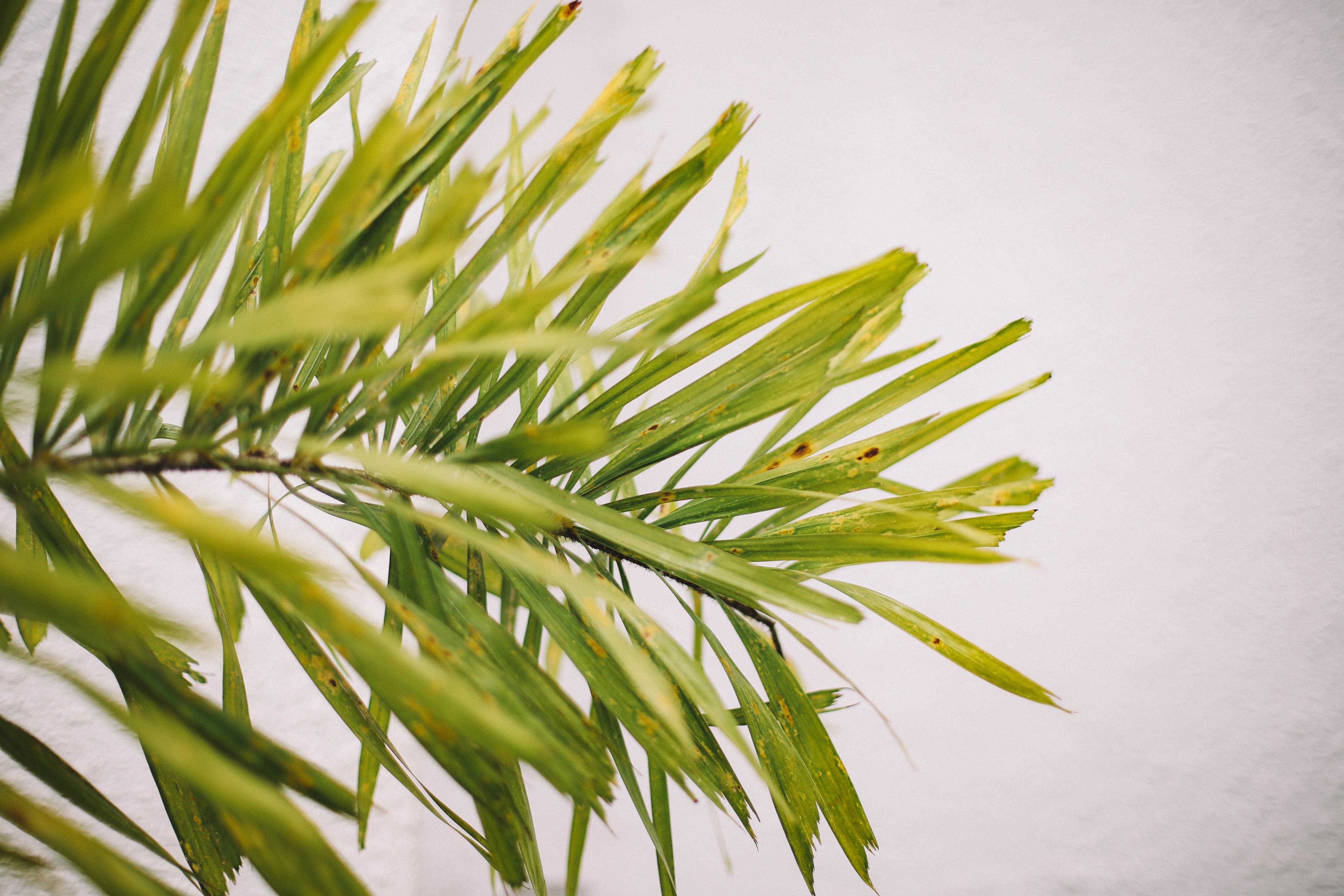 The Wedding Website of Rachel Francisco and Mark Bergquist