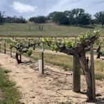 Chalone Vineyard