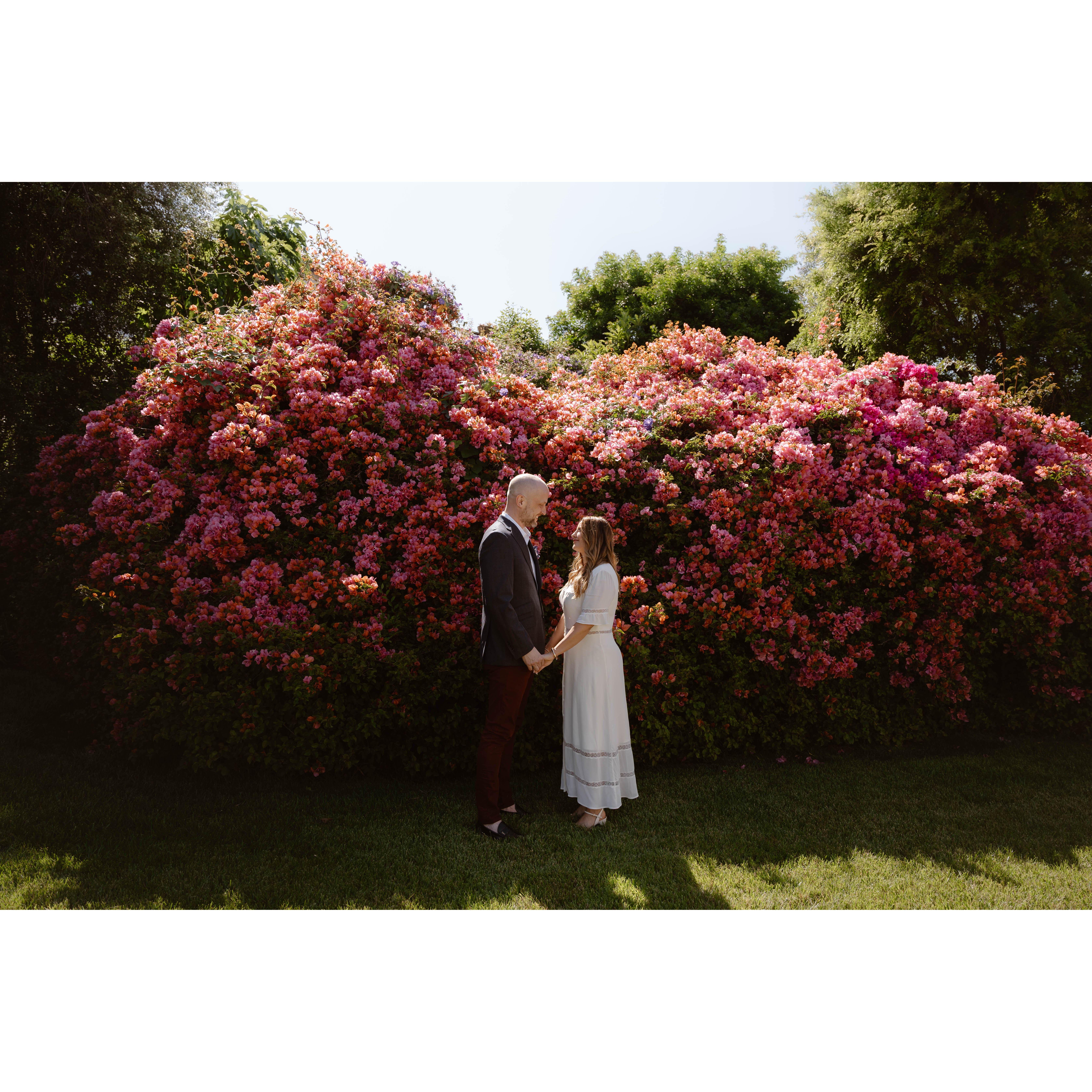 Bougainvillea beauties