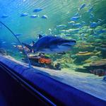 Greater Cleveland Aquarium
