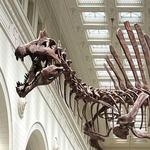 The Field Museum