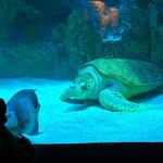 New England Aquarium