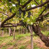 Wine Tasting at  Apicella Winery