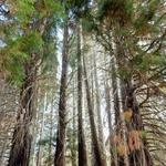 Heaps Peak Arboretum