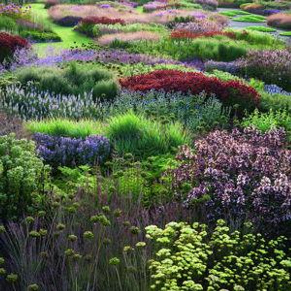 Plants for our garden