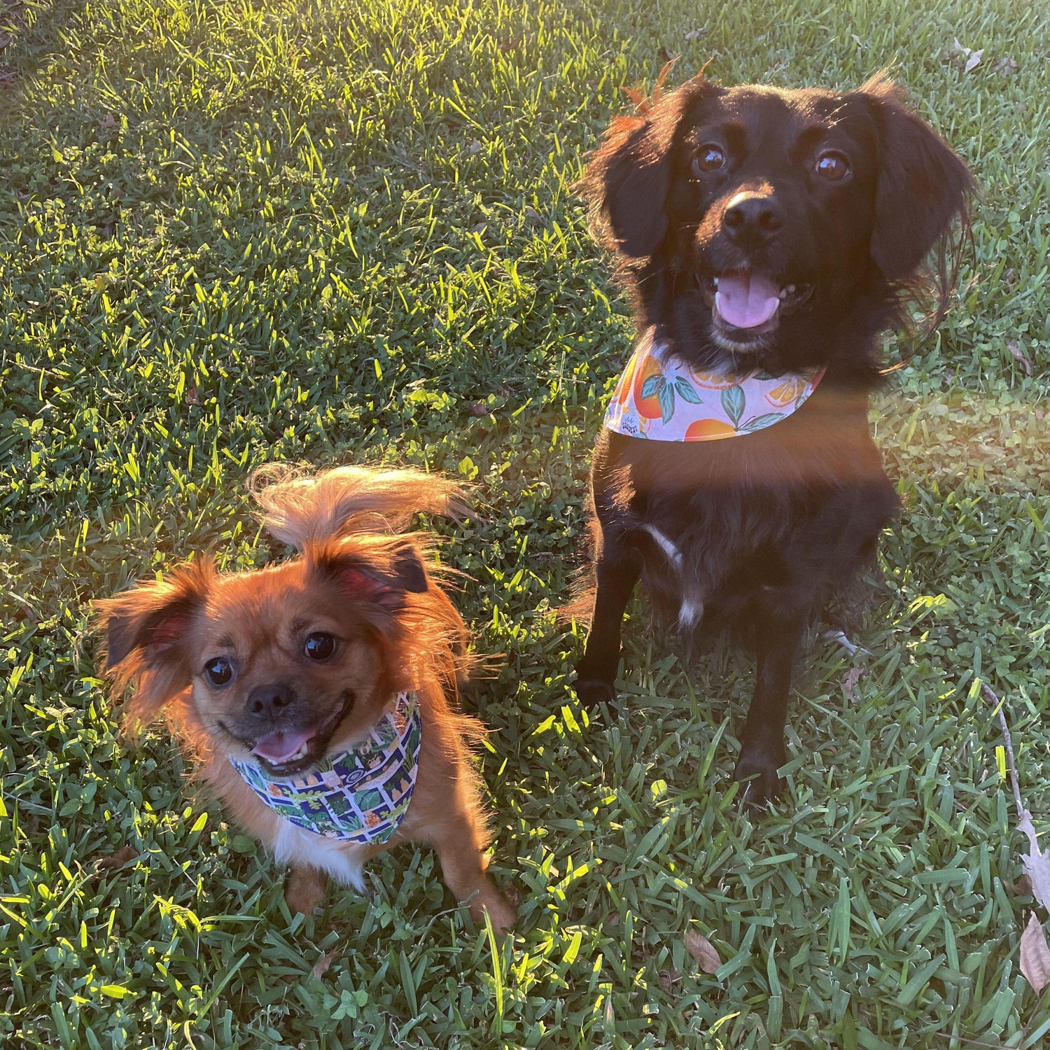 Our favorite pups: Buñuelo and Lucy!