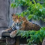 Zoo