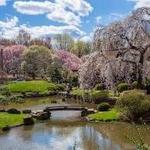Blossoms @ Fairmount Park