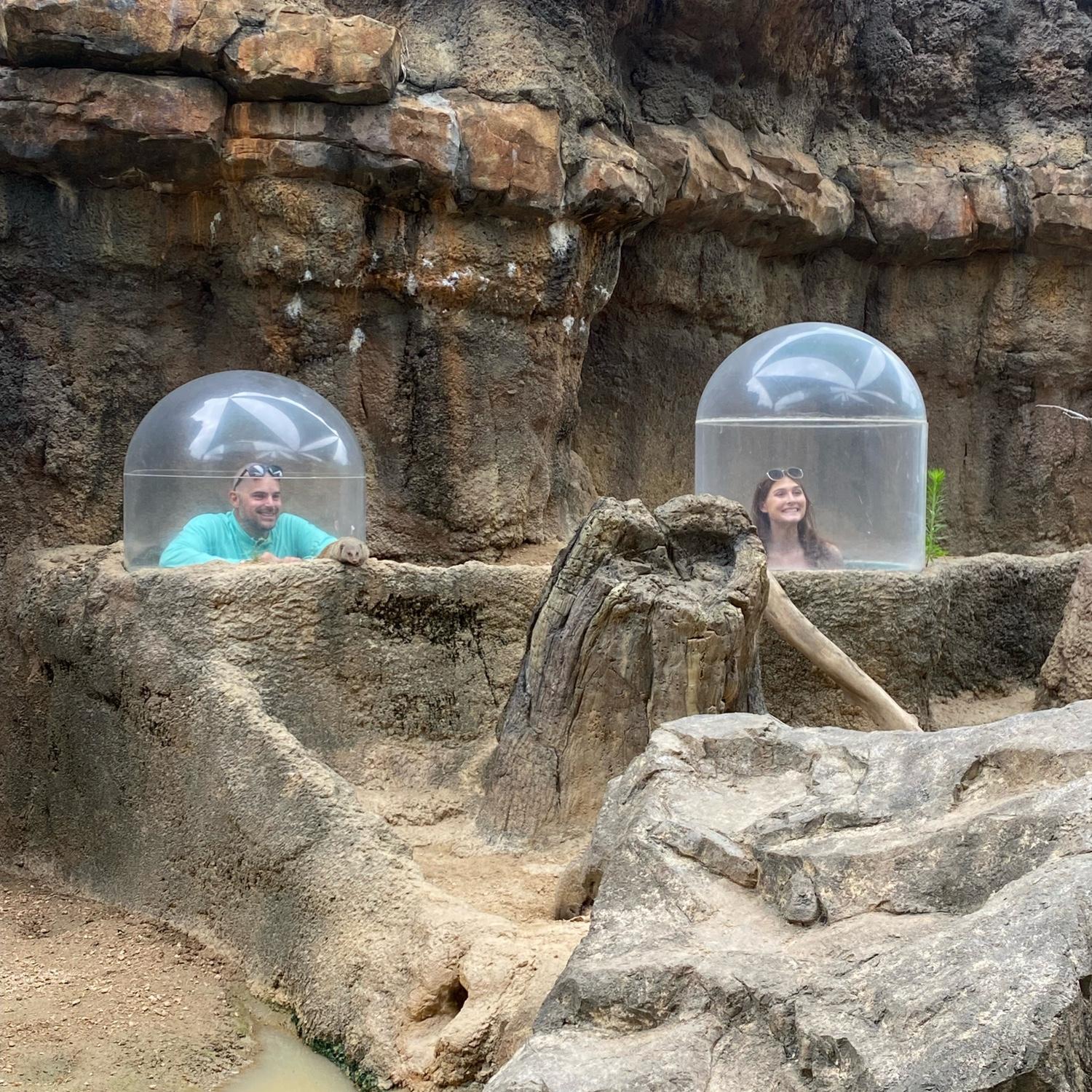 Just a couple of meerkats
(2024)
