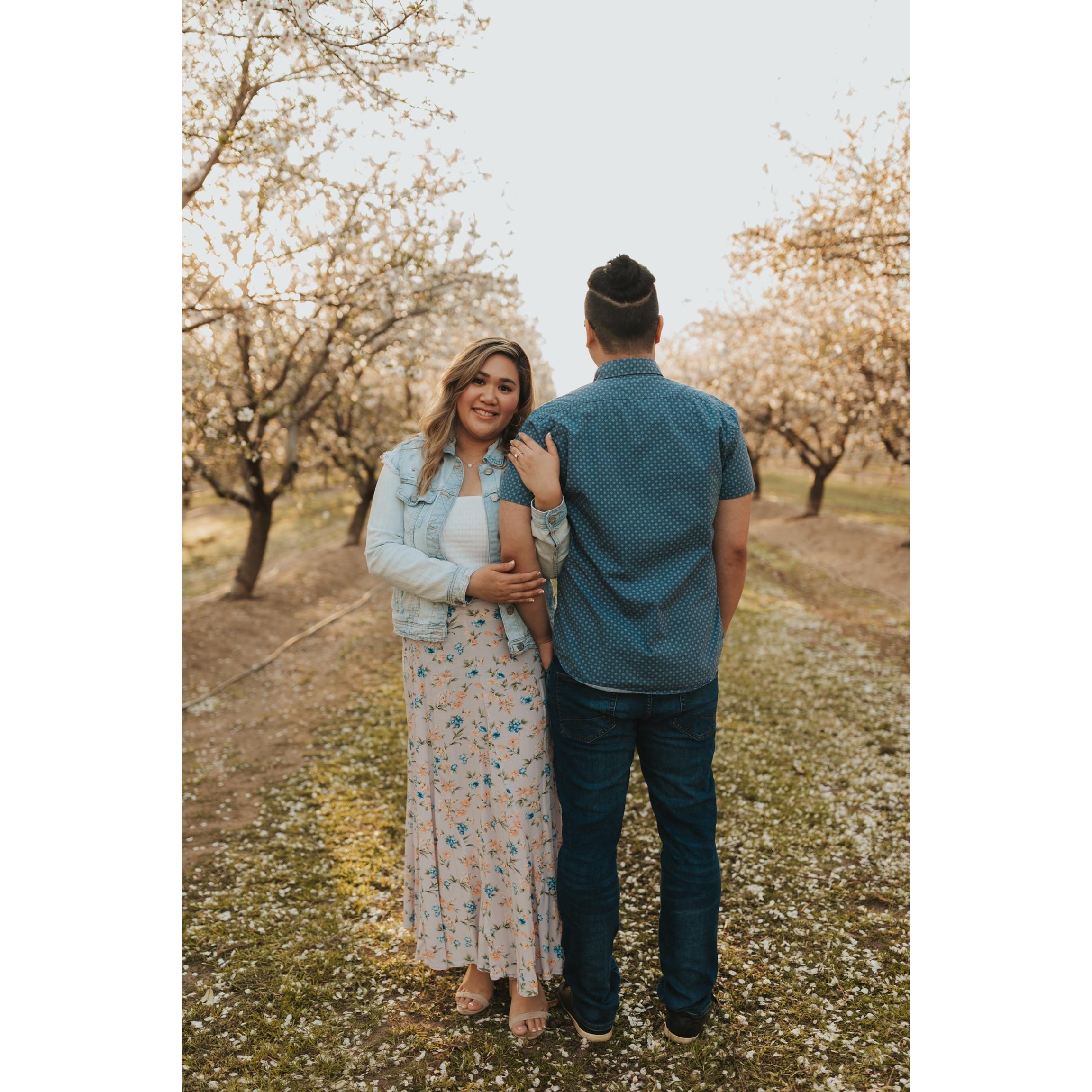 Almond Orchard — Modesto, CA