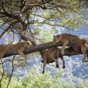 Game drive in Lake Manyara National Park