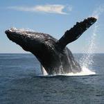 Dolphin Whale Watch