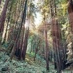 The Forest of Nisene Marks State Park