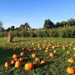 Prospect Hill Orchards
