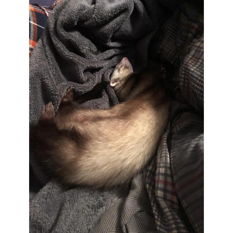 Our Little boy being super cute, Oscar the ferret
