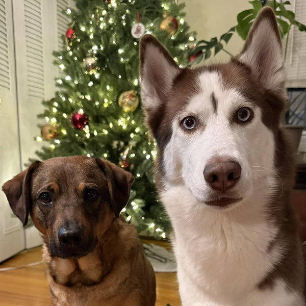 Beau and Hades College Education Fund