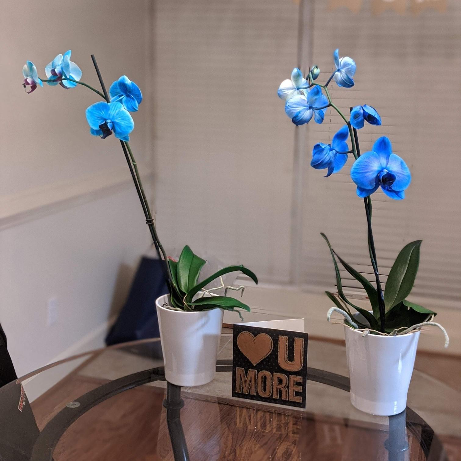 The first time Darryl bought Tammy her favorite flowers (blue phalaenopsis orchids): February 2020